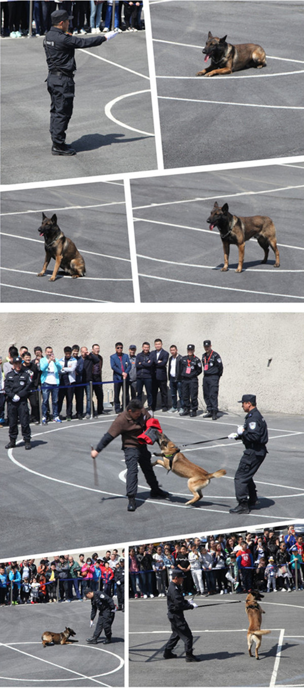 58ff4cfeb990d.jpg 10 温暖! 凶猛的斗士 无言的战友 满满的 都是陪伴.jpg